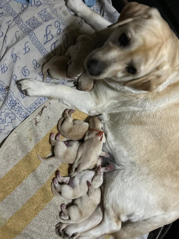 Labrador Retriever - De Silver Swann