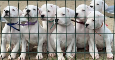 Les chiots de Dogo Argentino