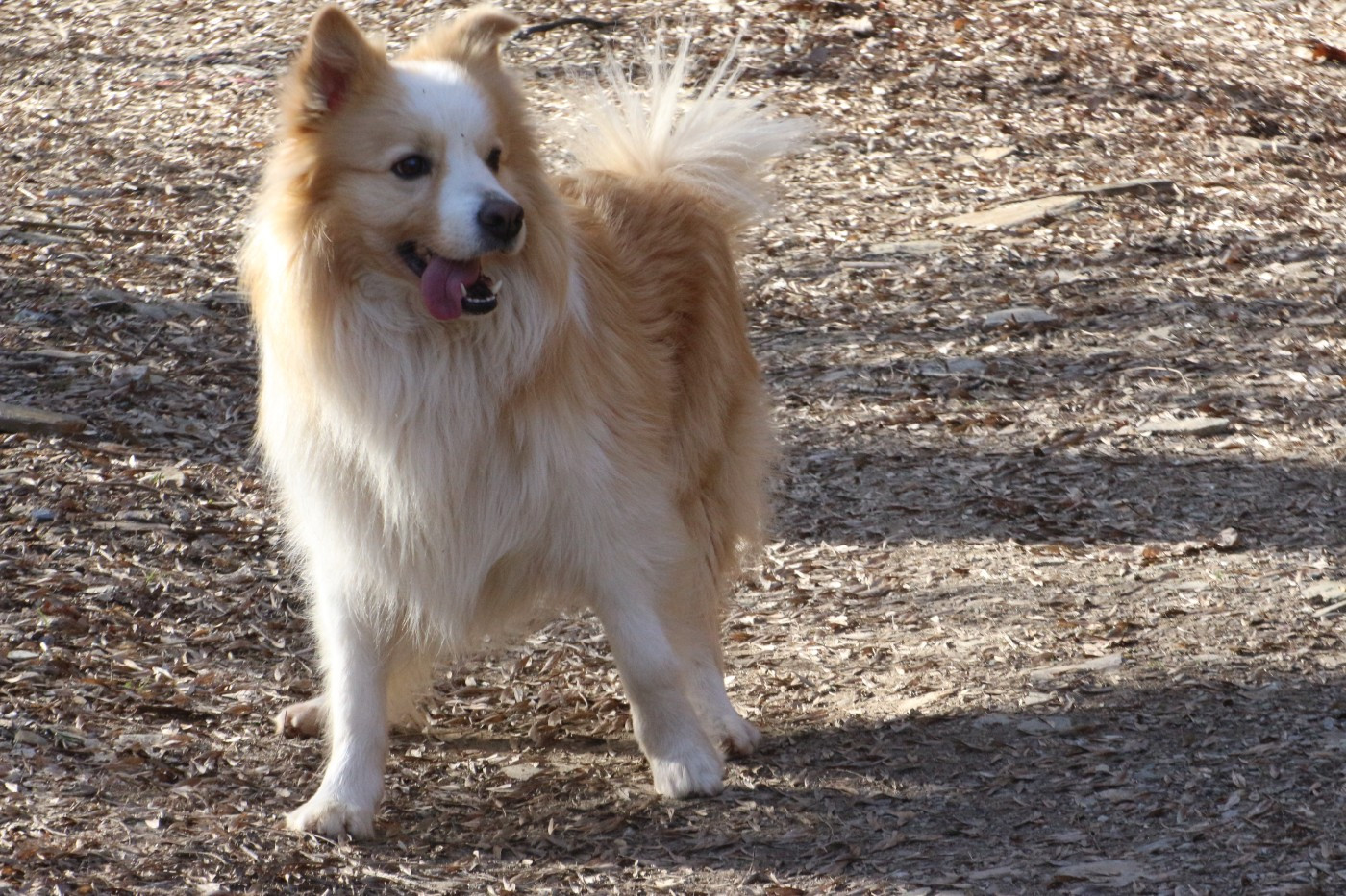 sparky dogs border collies Goldrake