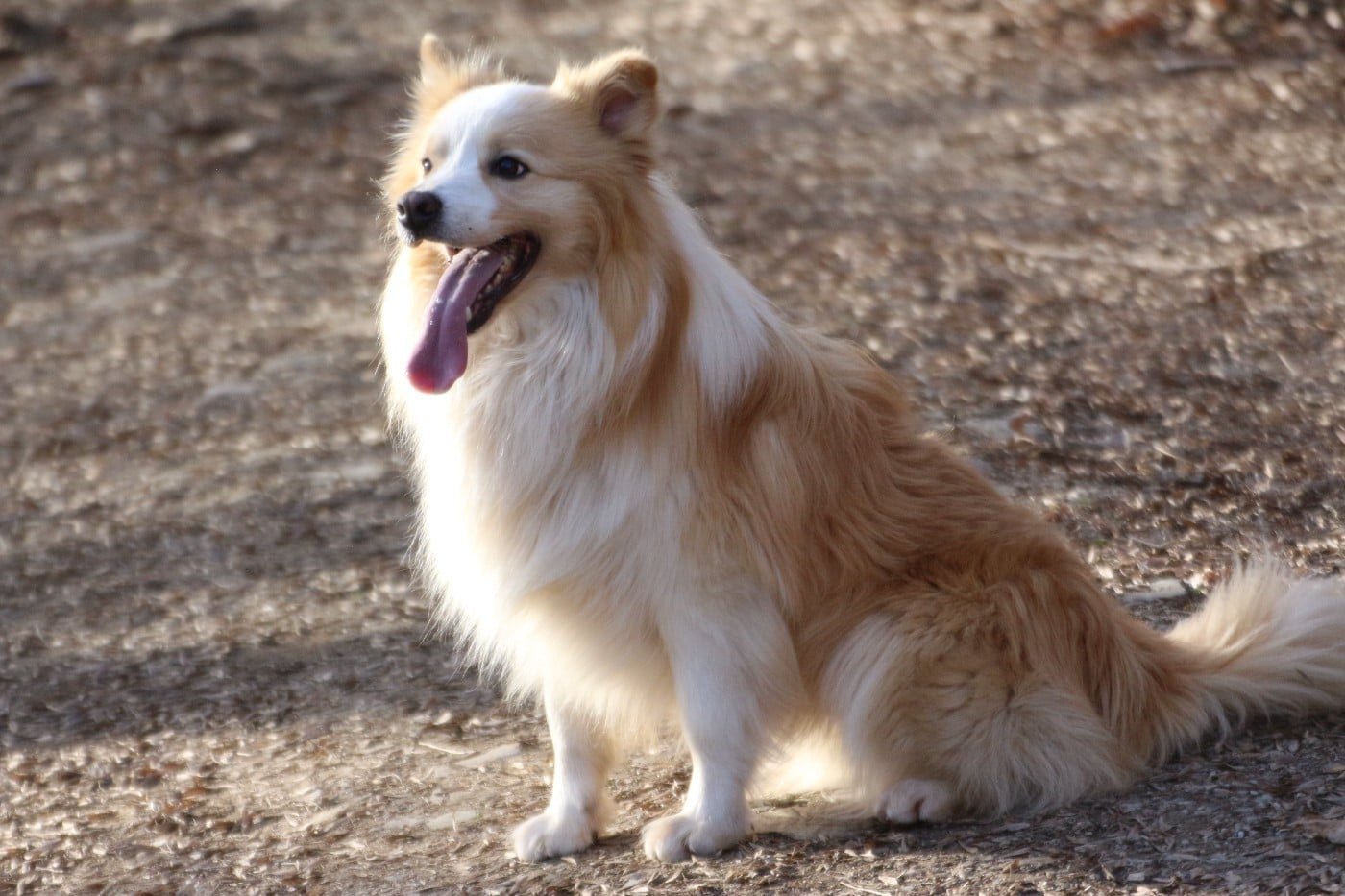 sparky dogs border collies Goldrake