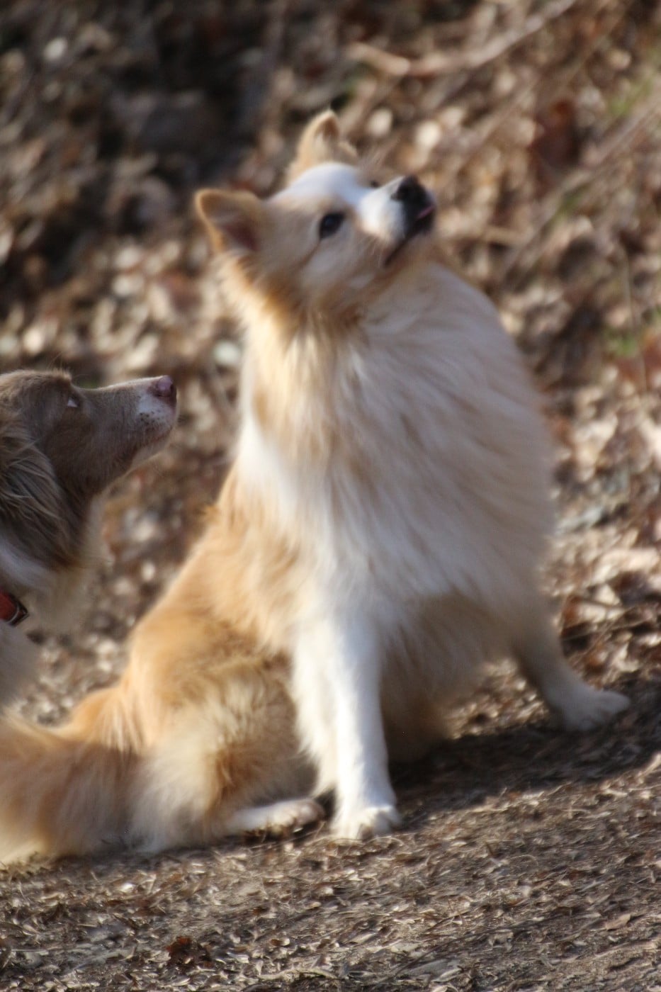 sparky dogs border collies Goldrake