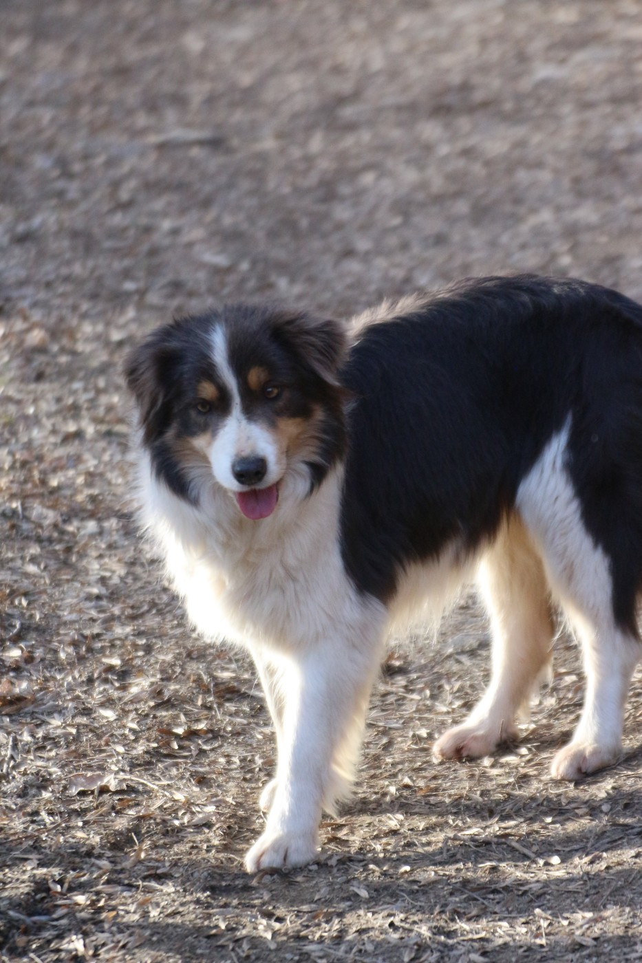 Blackburn de los baganicos