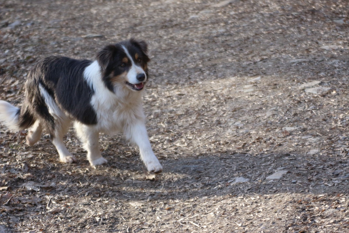 Blackburn de los baganicos