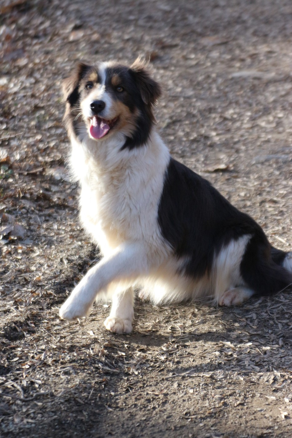 Blackburn de los baganicos