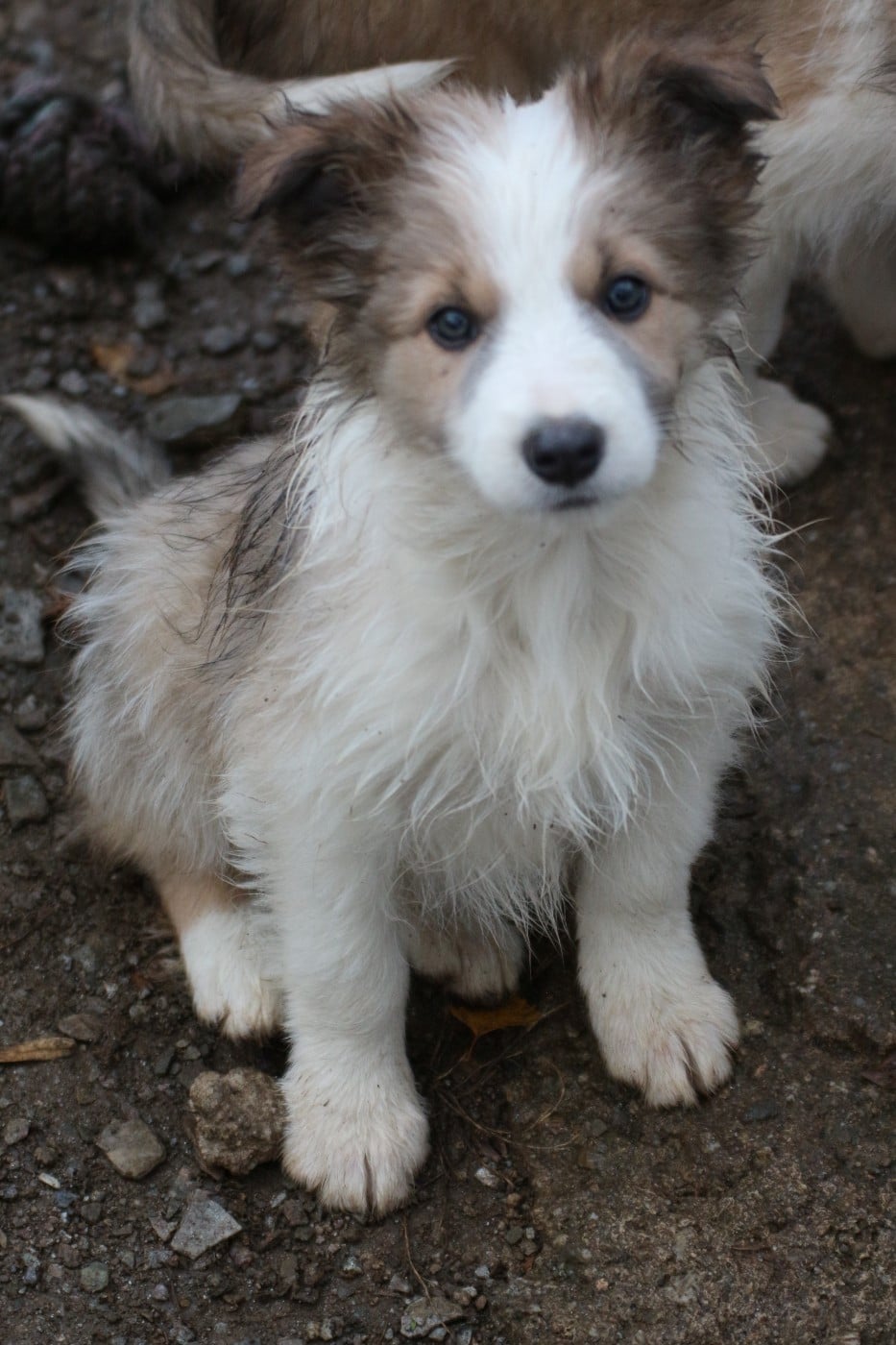 Border Collie - Herds Of Scotland