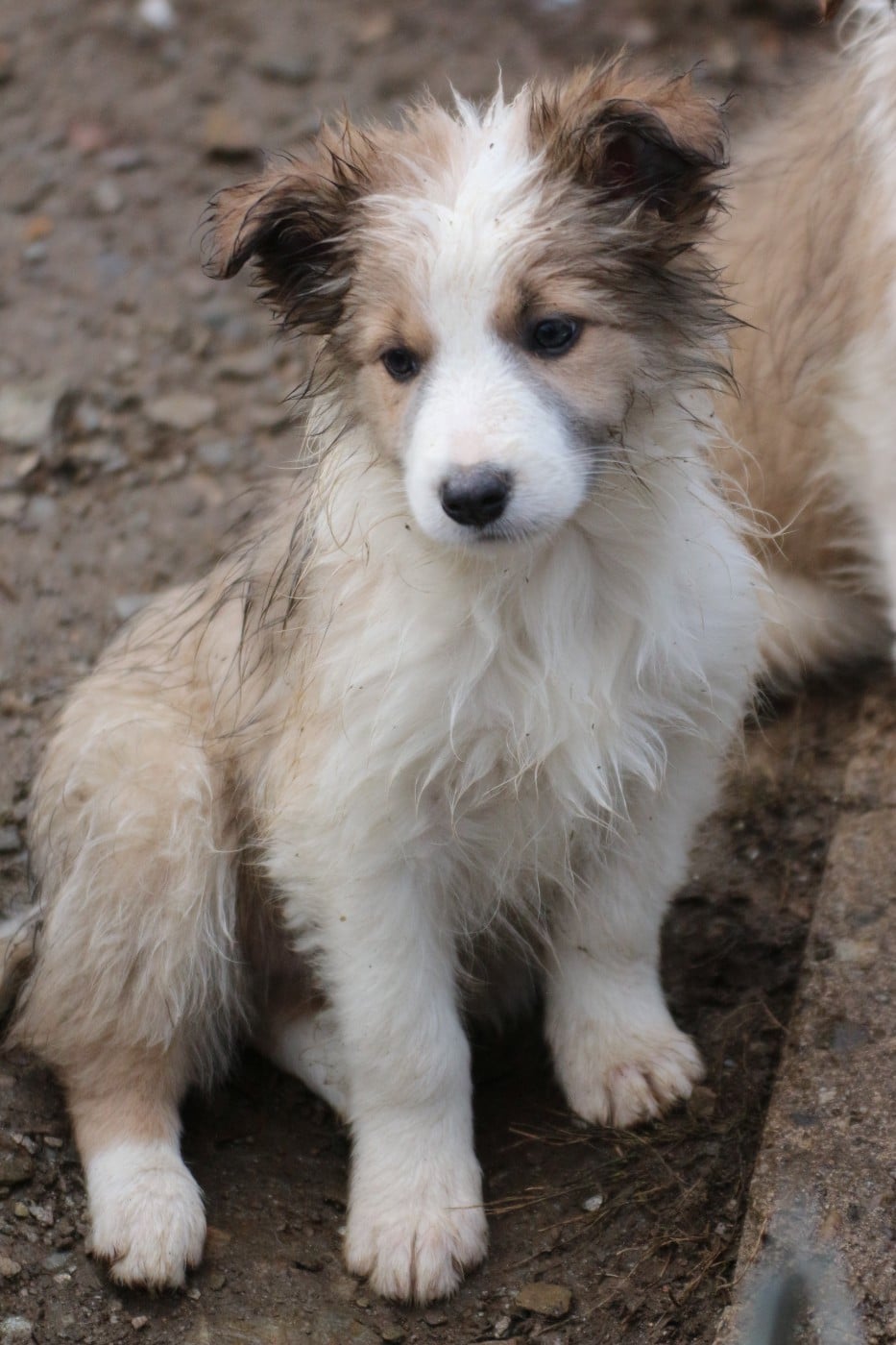 ( apollon ) male sable