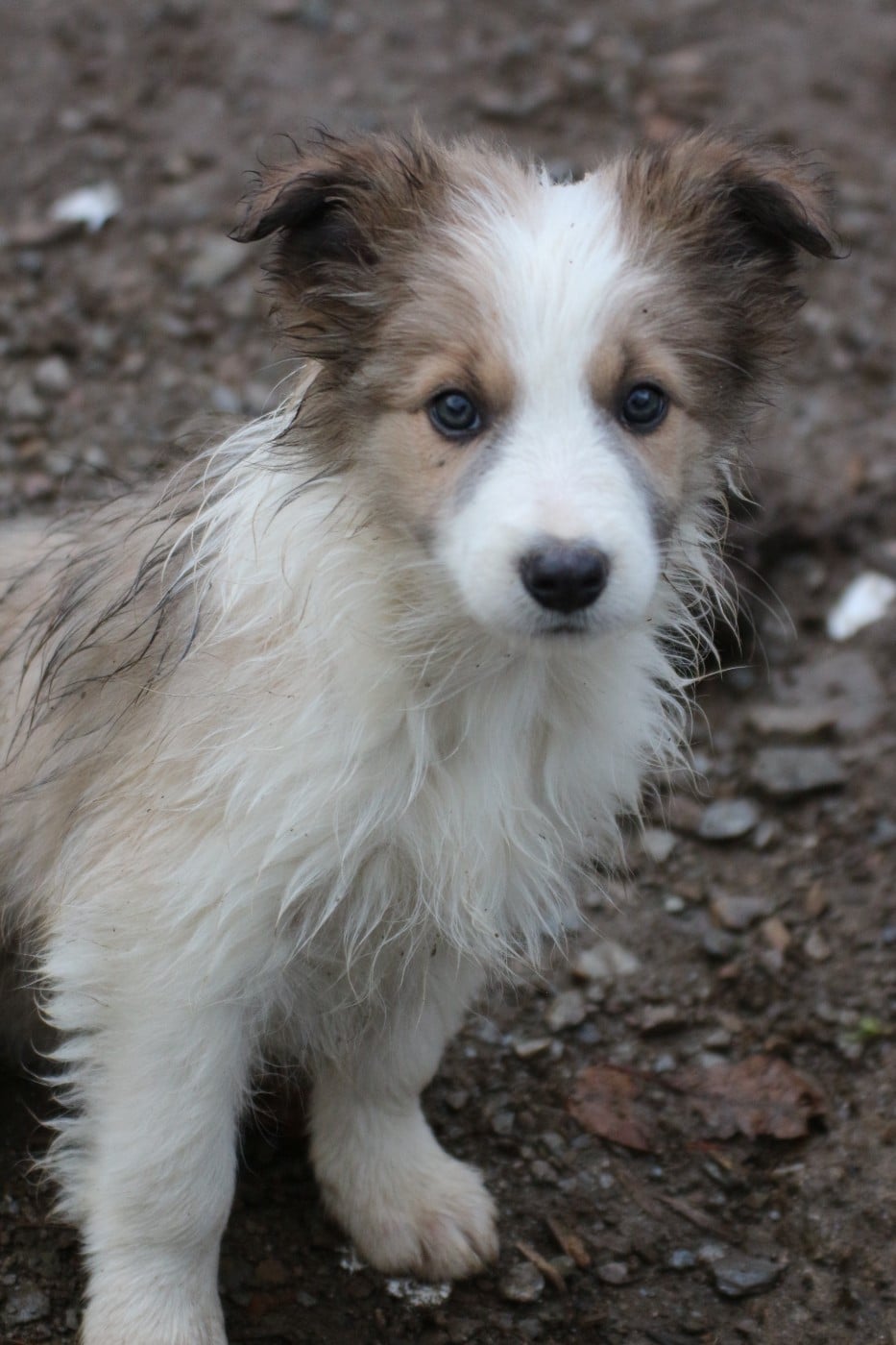( apollon ) male sable