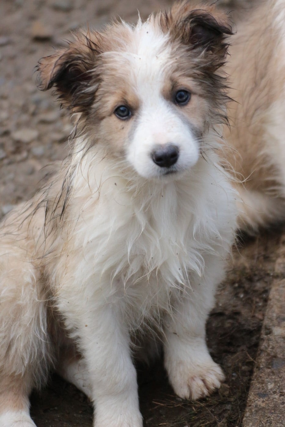 ( apollon ) male sable