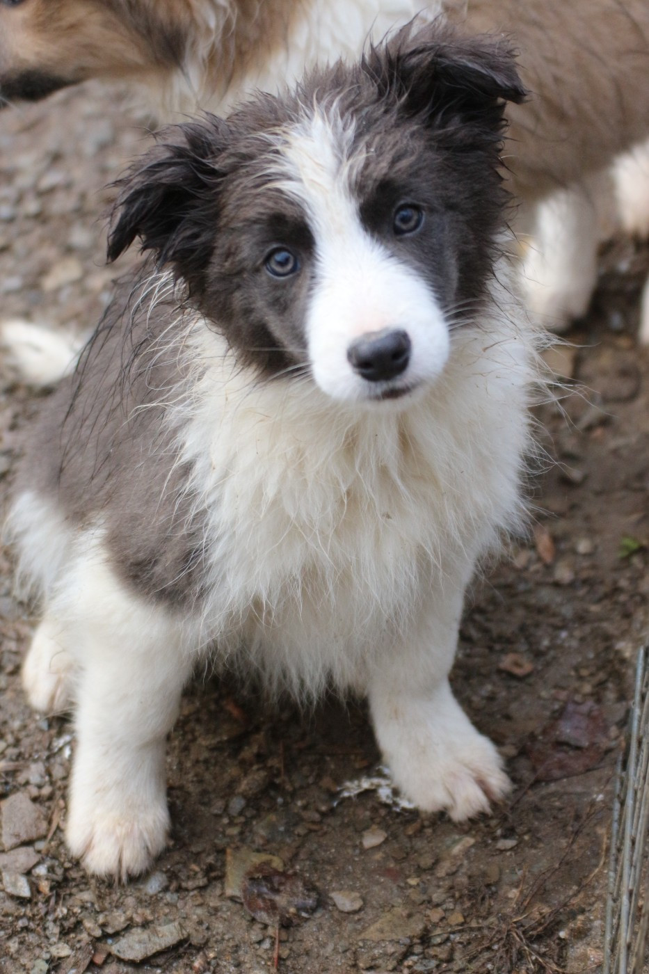 femelle bleu ( Alma )