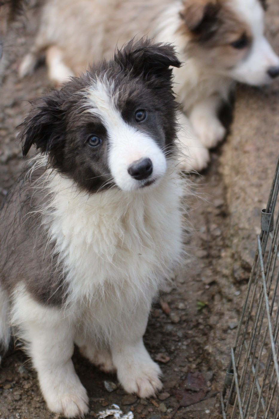 femelle bleu ( Alma )