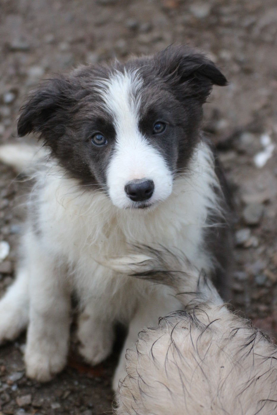 femelle bleu ( Alma )