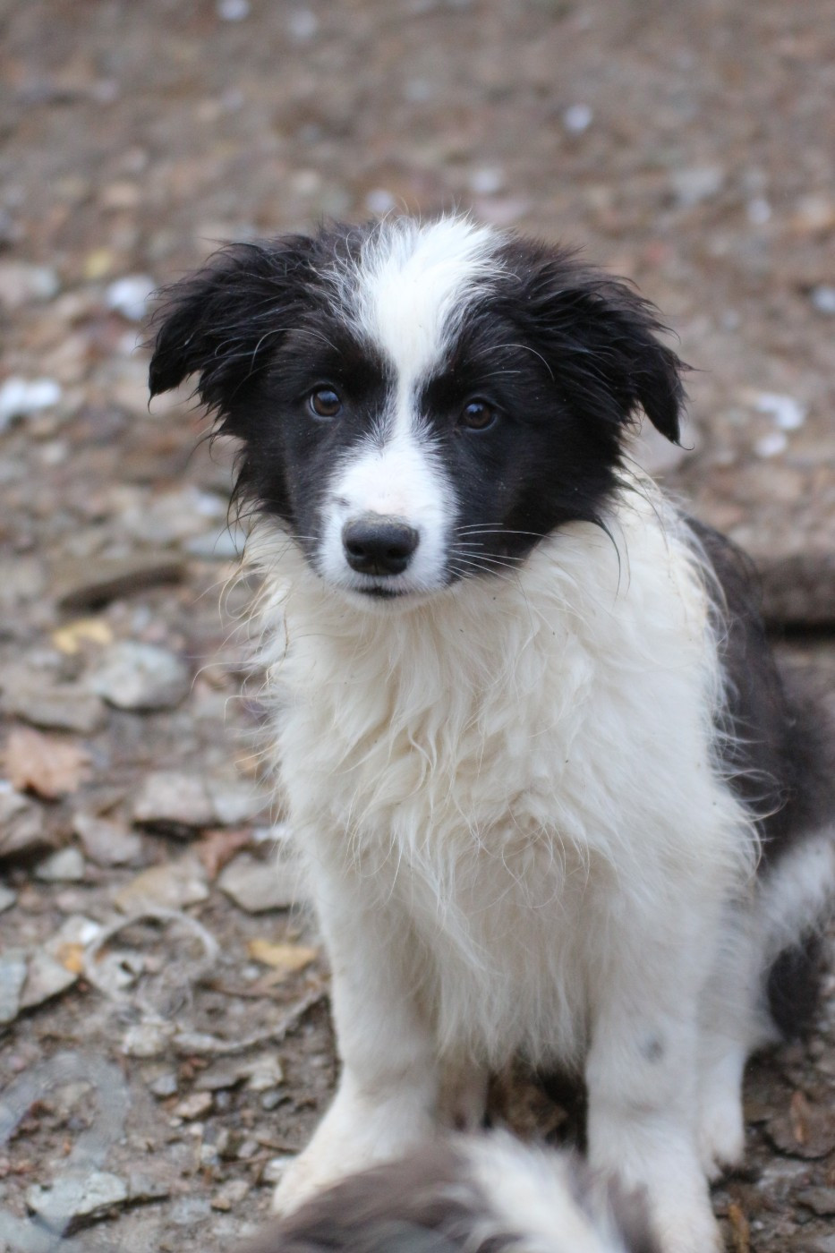 femelle noir ( Ariette)