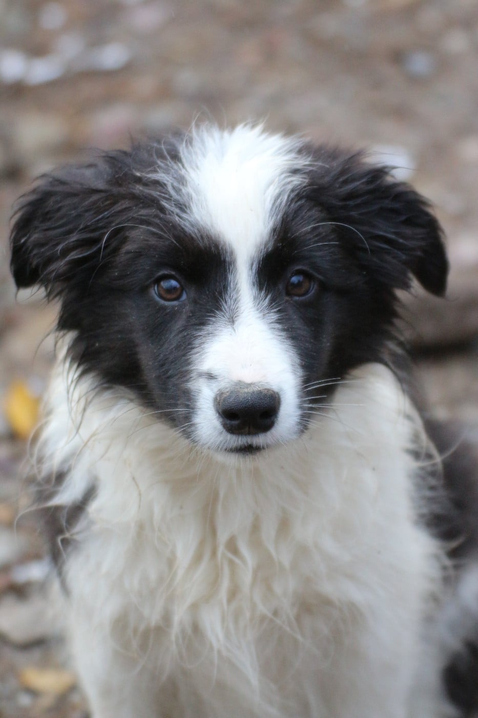 femelle noir ( Ariette)