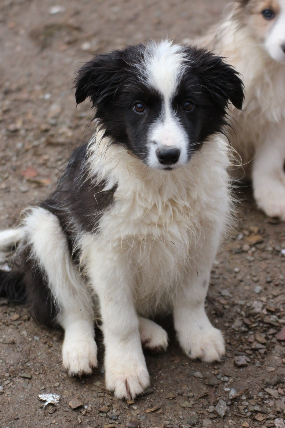 femelle noir ( Ariette)