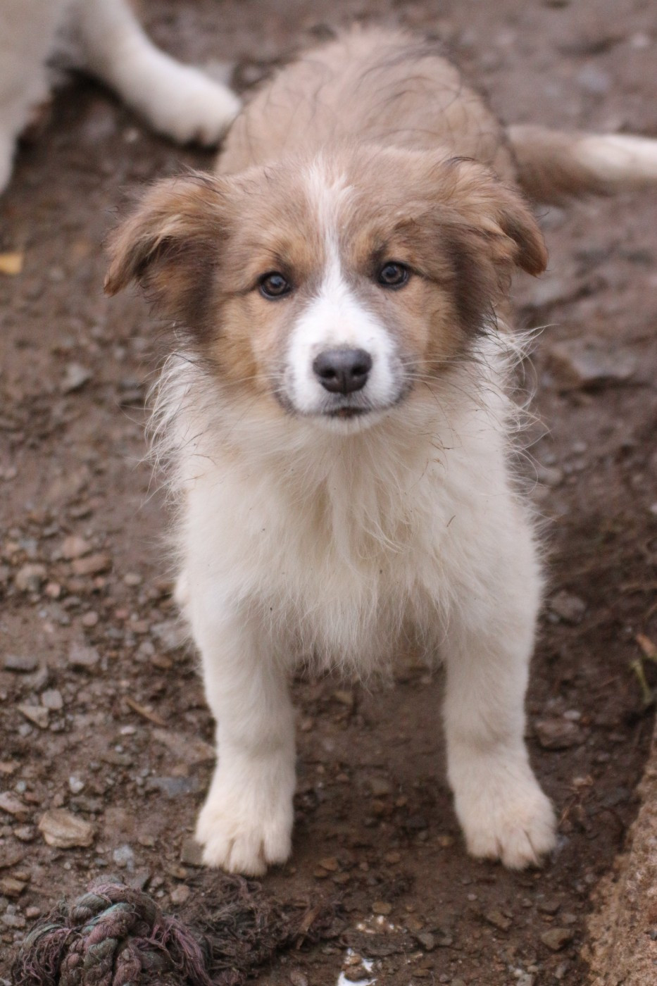 femelle sable ( ambre )