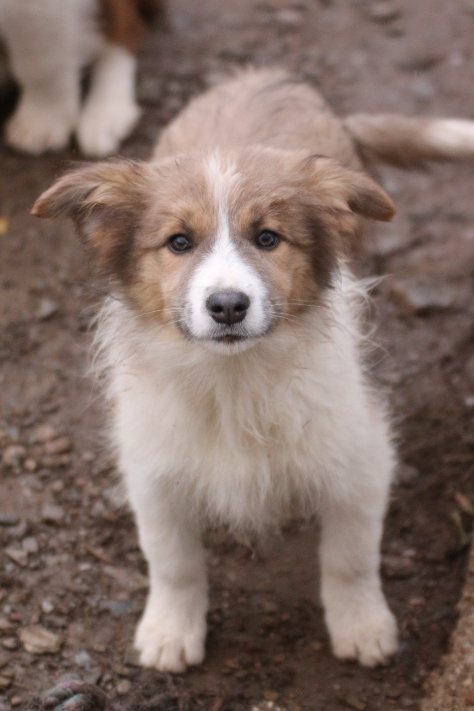 femelle sable ( ambre )
