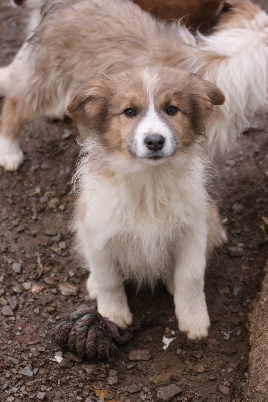 femelle sable ( ambre )