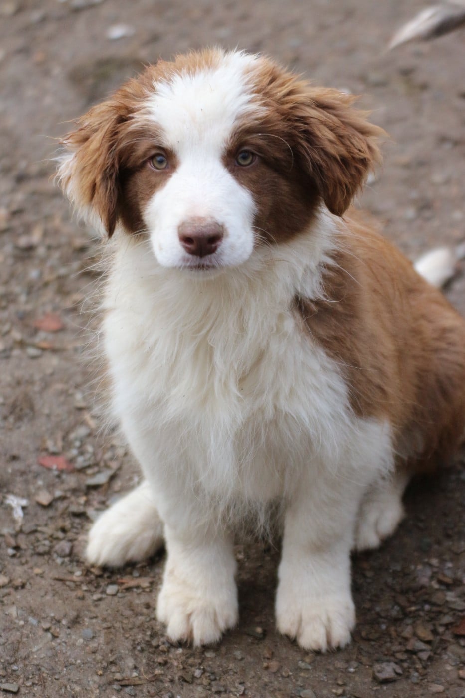 Border Collie - Herds Of Scotland