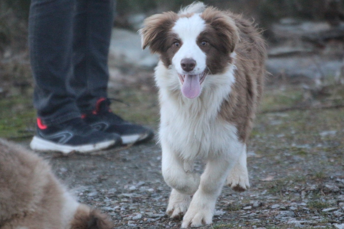 Border Collie - Herds Of Scotland