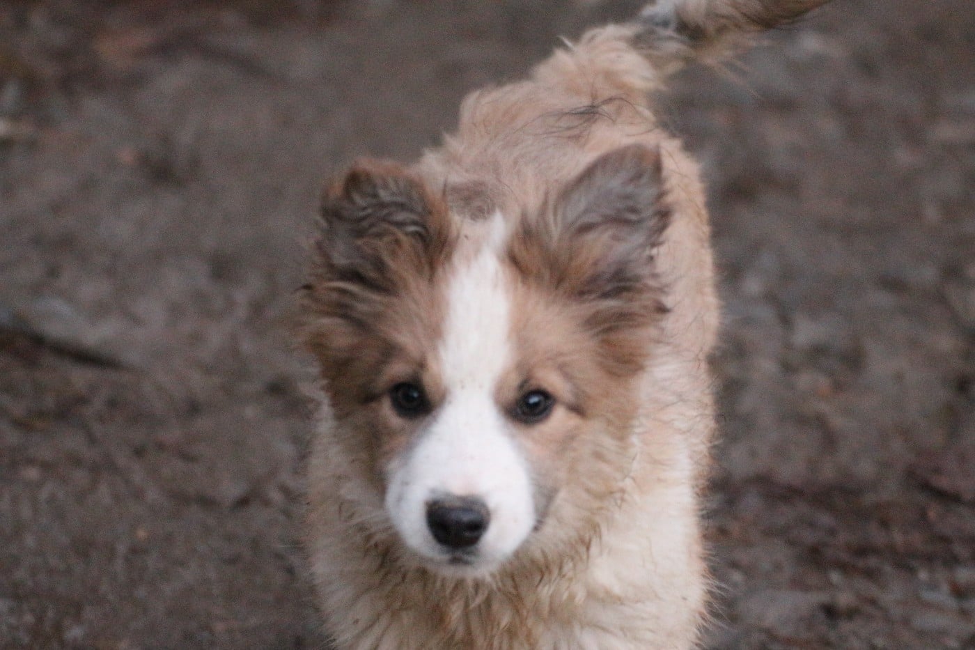 Border Collie - Herds Of Scotland