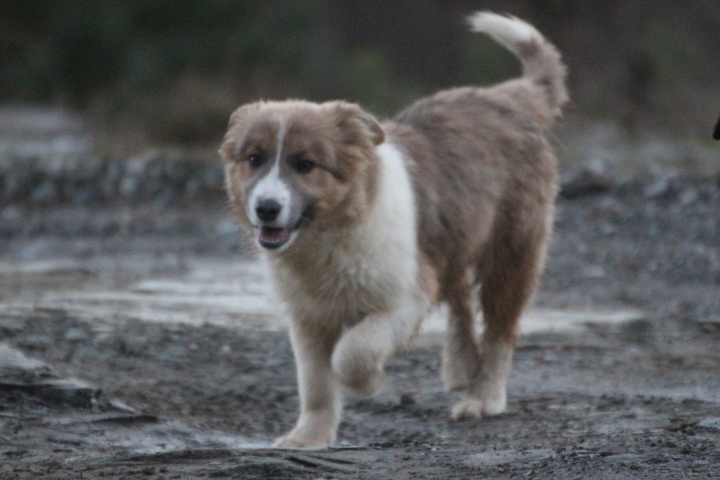 Border Collie - Herds Of Scotland
