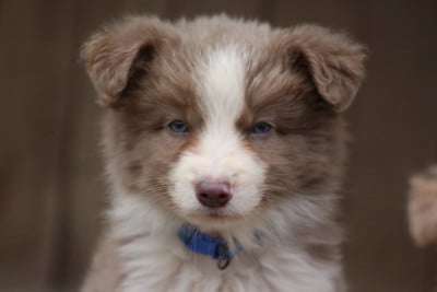 Les chiots de Border Collie