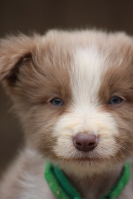 Les chiots de Border Collie