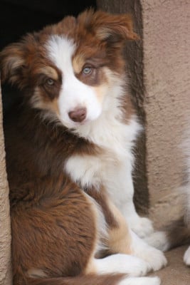 Les chiots de Border Collie