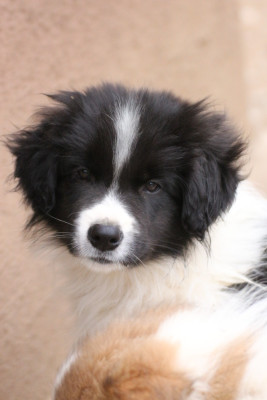 Les chiots de Border Collie