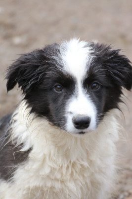 Les chiots de Border Collie