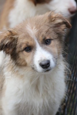 Les chiots de Border Collie