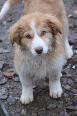 Les chiots de Border Collie