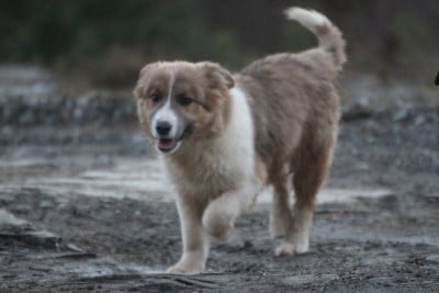 Les chiots de Border Collie