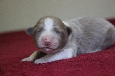 Les chiots de Border Collie