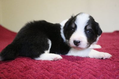 Les chiots de Border Collie