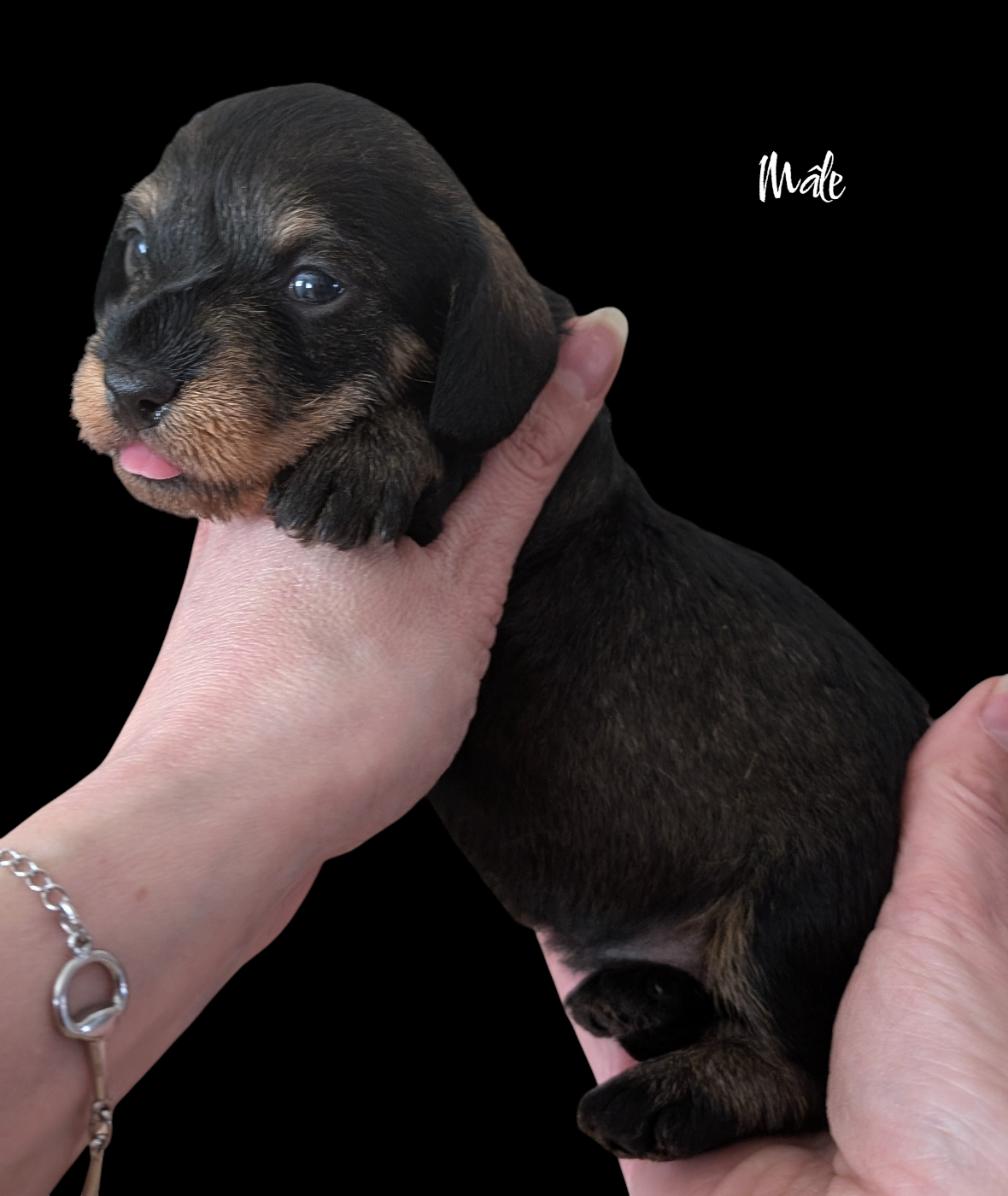 Mâle nain poils durs sanglier