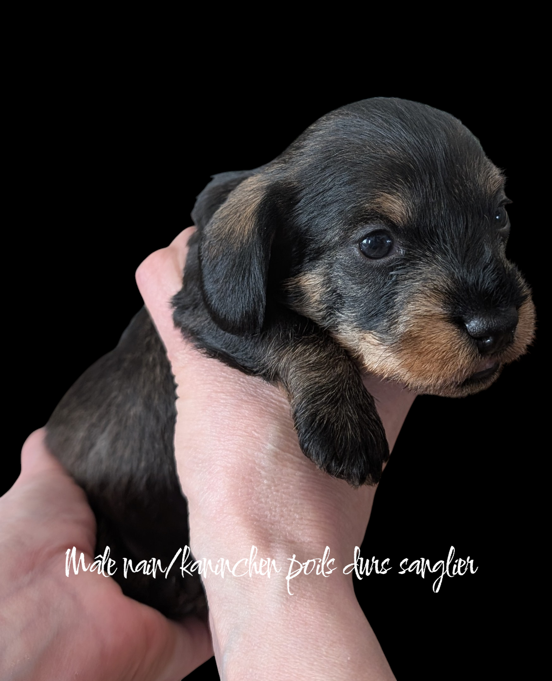 Mâle nain poils durs sanglier