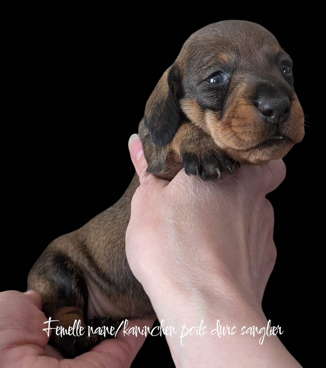 Femelle naine/kaninchen poils durs sanglier