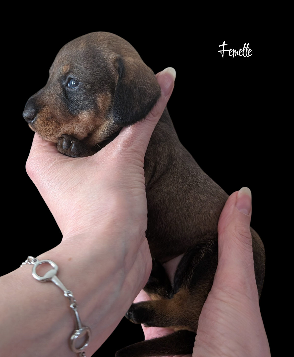 Femelle naine/kaninchen poils durs sanglier