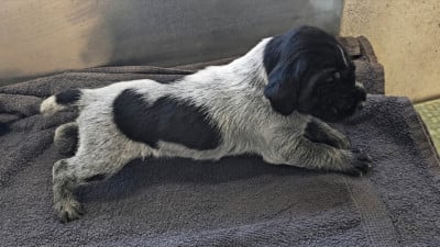 Les chiots de Chien d'arrêt allemand à poil dur
