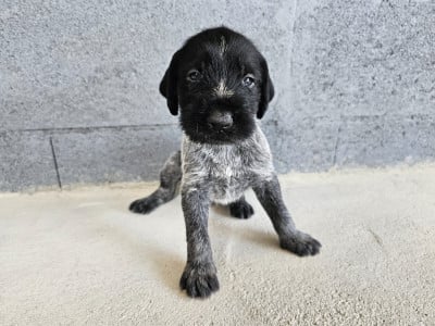 Les chiots de Chien d'arrêt allemand à poil dur