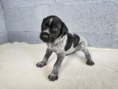 Les chiots de Chien d'arrêt allemand à poil dur