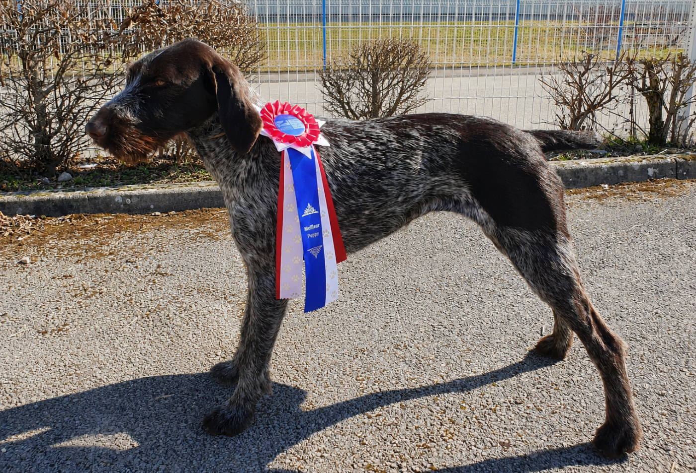 Sally Du Domaine Des Grands Gris - Très prometteur, meilleur puppy