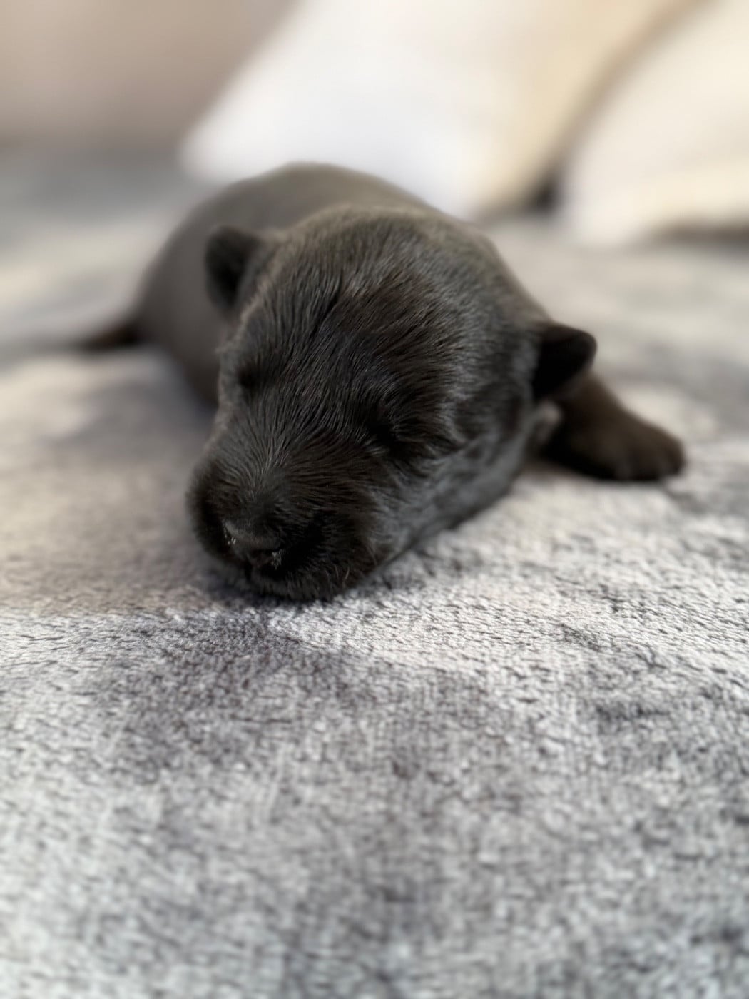 CHIOT 1 - Scottish Terrier
