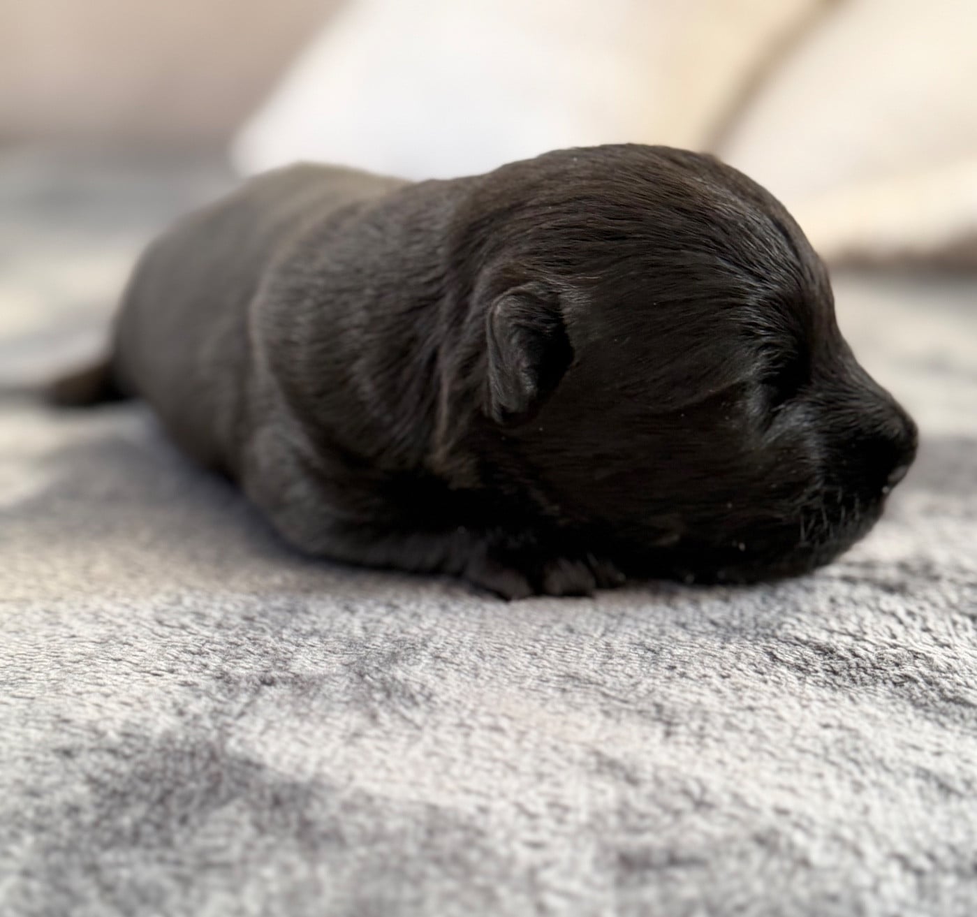 CHIOT 4 - Scottish Terrier