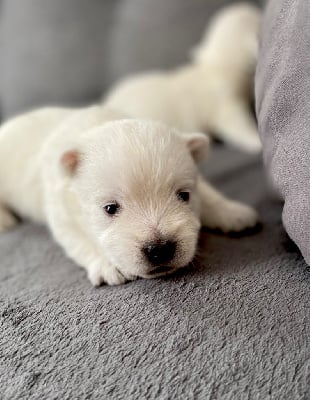 Les chiots de West Highland White Terrier