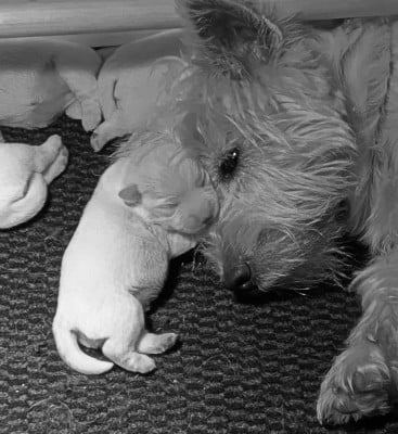 Les chiots de West Highland White Terrier
