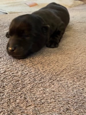 Les chiots de Scottish Terrier