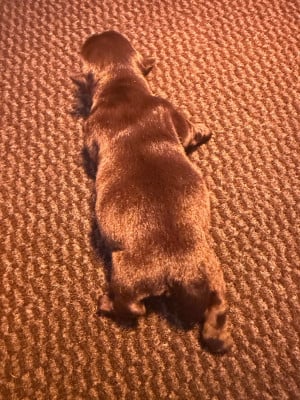 Les chiots de Scottish Terrier