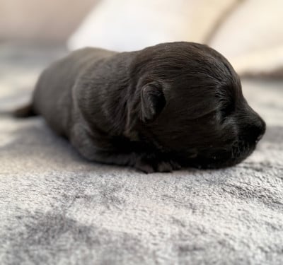 Les chiots de Scottish Terrier